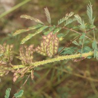 Mimosa diplotricha C.Wright